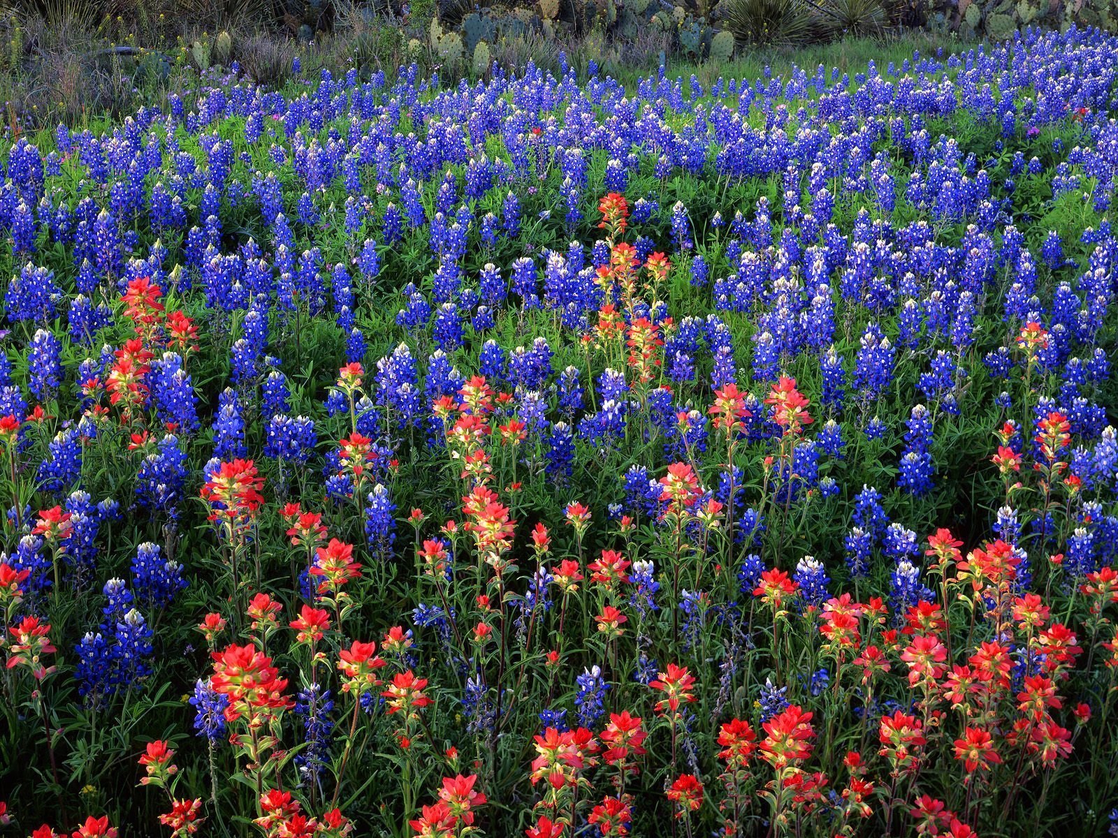 pictures of bluebonnets and indian paintbrushes